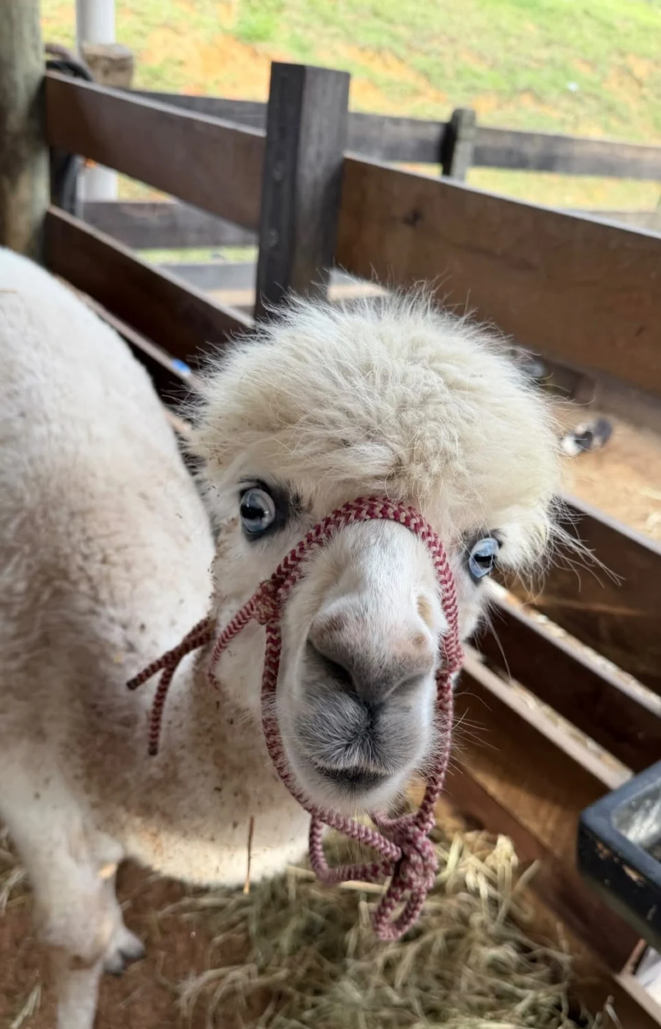 Alpaca branca vista de perto
