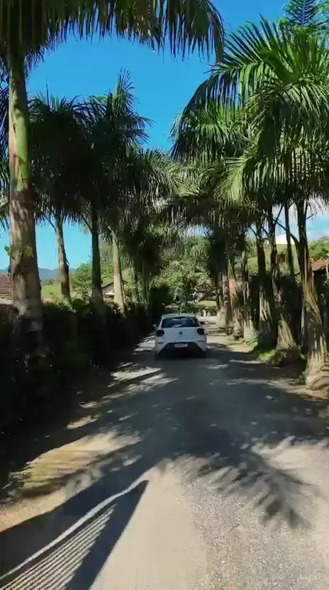 Caminho de chegada ao ranch cercado por palmeiras