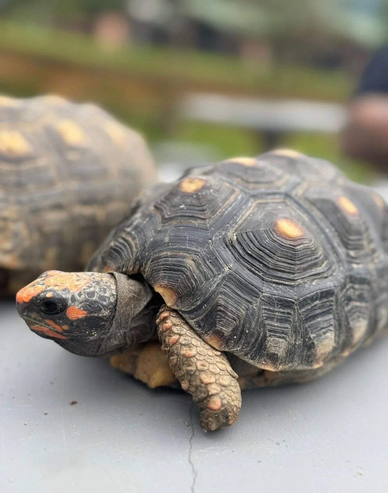 Jabutis vistos de perto na fazendinha