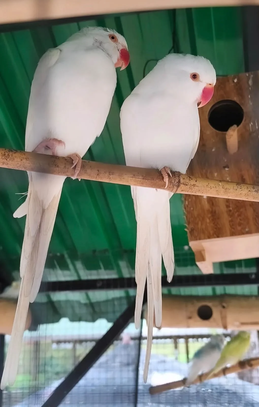 Duas aves brancas pousadas juntas