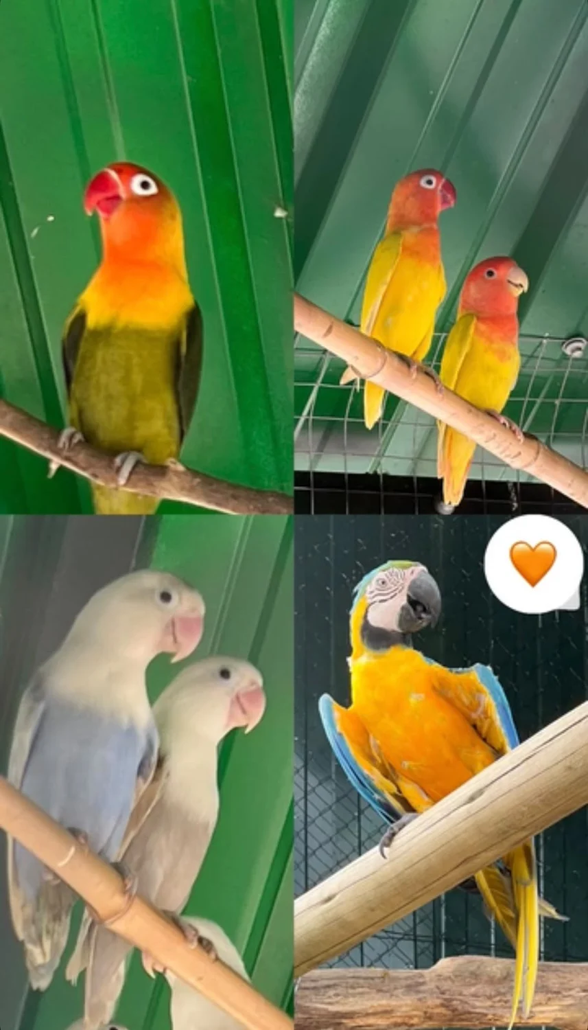 Montagem original de aves coloridas da fazendinha