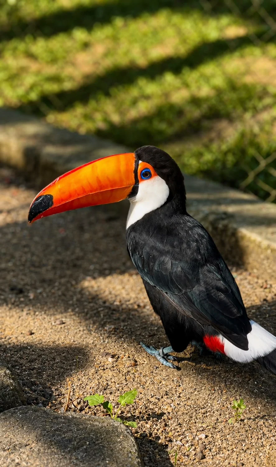 Tucano de bico alaranjado na fazendinha