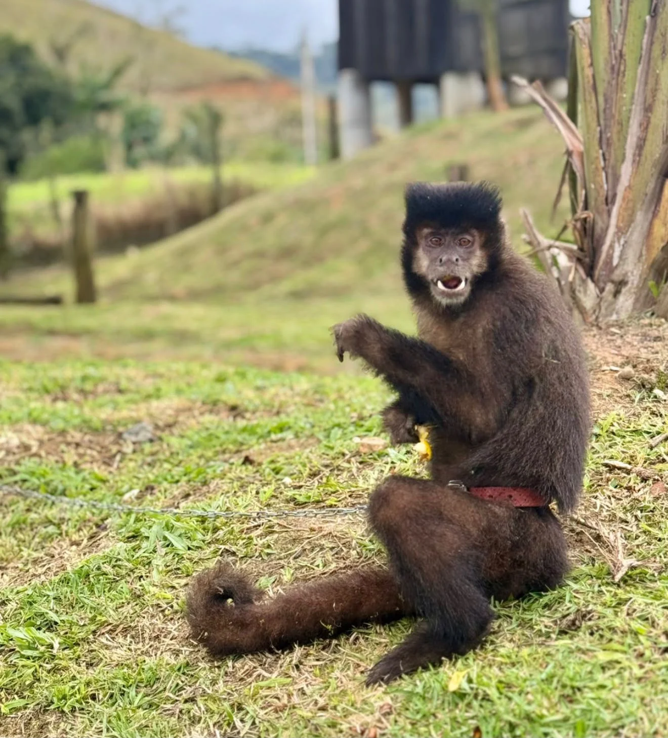 Macaco sentado ao lado de uma árvore