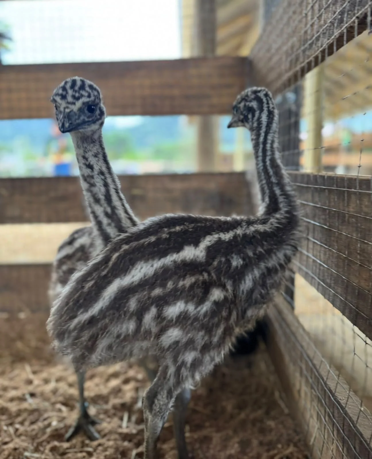 Duas aves jovens na fazendinha