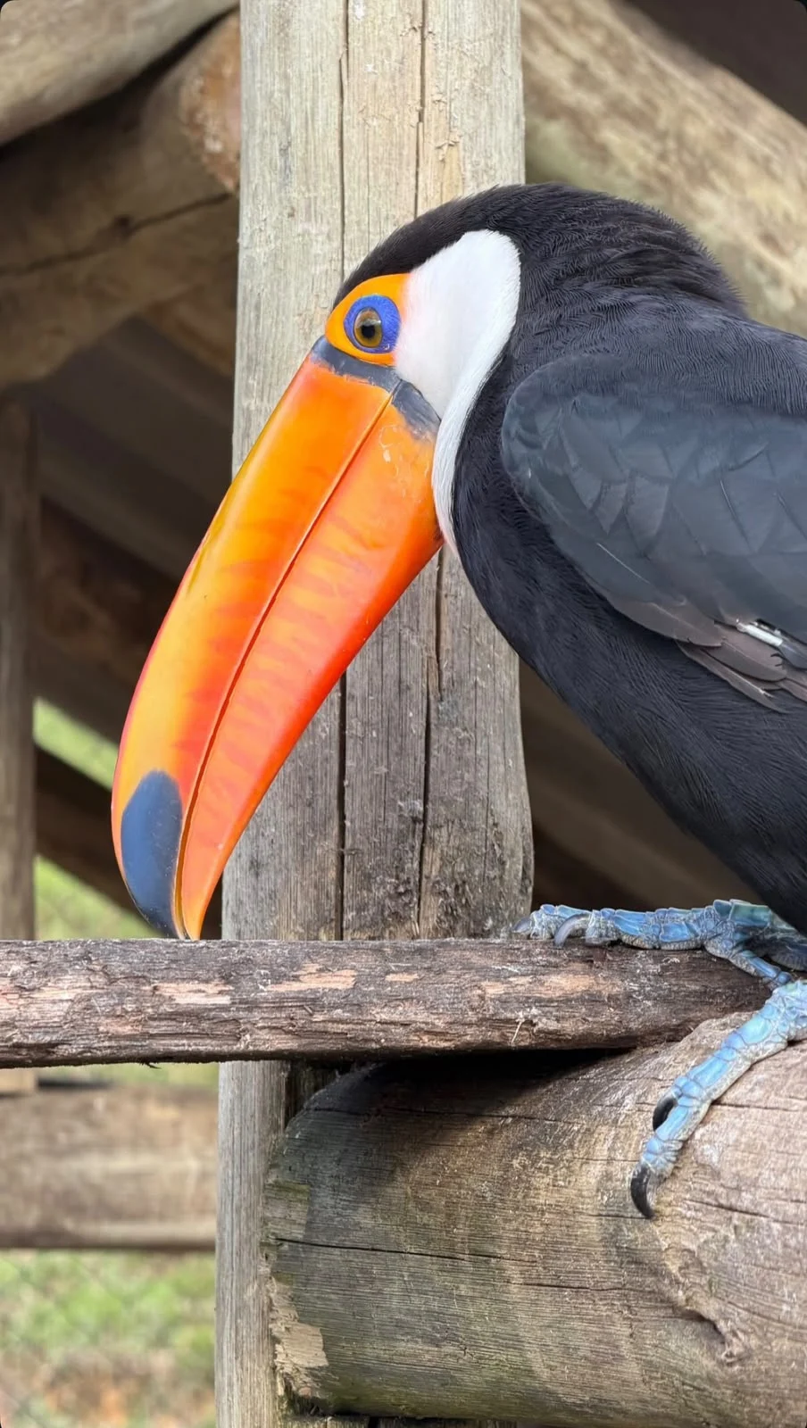 Tucano de perfil pousado na madeira
