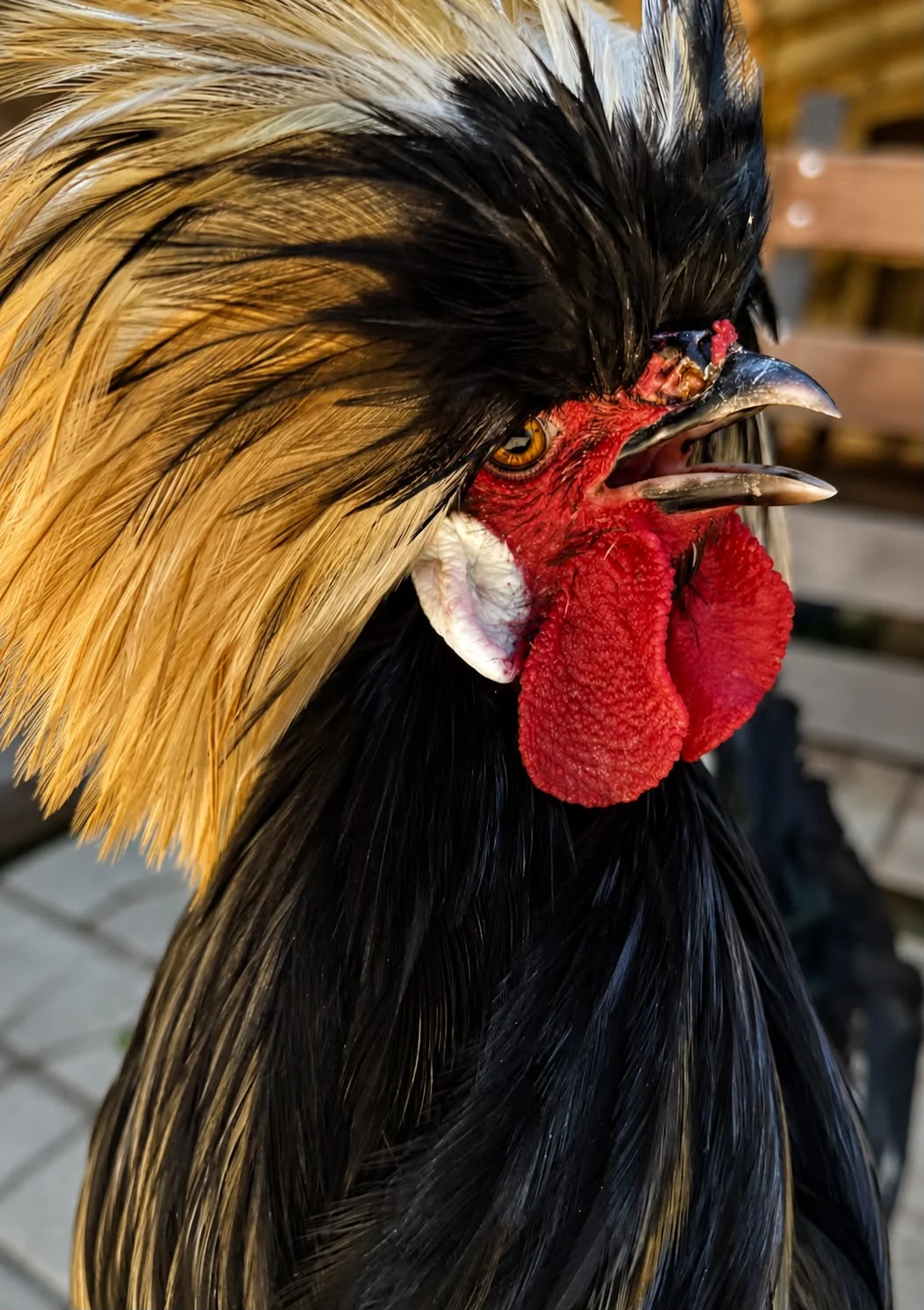 Galo com plumagem dourada e preta visto de perto