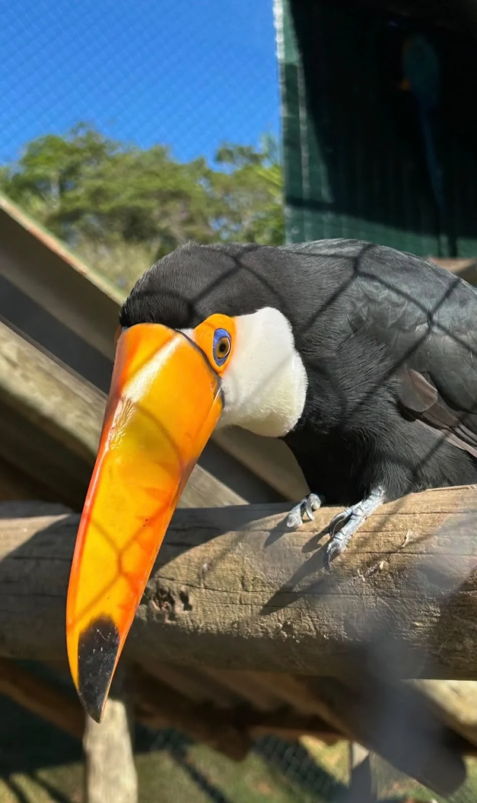 Tucano olhando de perto para a câmera