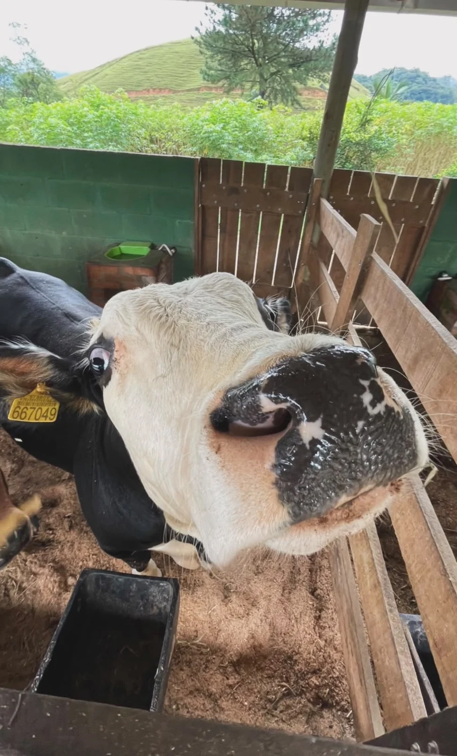 Boi olhando para a câmera na fazendinha