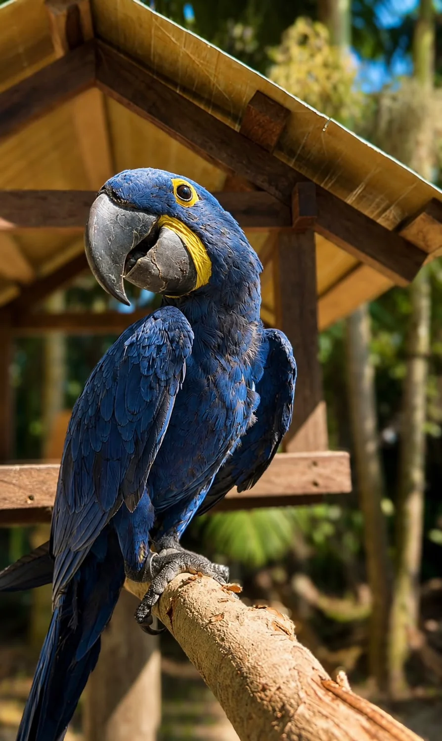 Arara-azul pousada em um galho